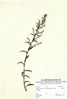 藏品(一枝黃花)的圖片